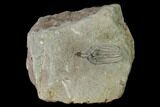 Crinoid Fossil - Crawfordsville, Indiana #138502-1